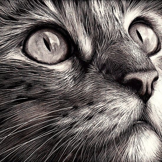 Introduction workshop to Scratchboard drawing with Signature